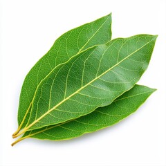 Obraz premium Isolated leaf of indonesian bay leaf on a clean white background highlighting its unique texture and form in detail