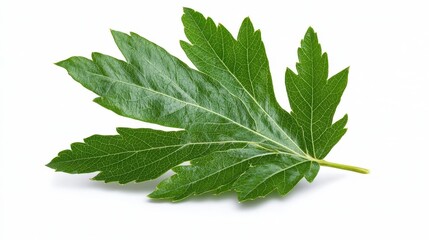 Obraz premium Detailed close-up of a leaf from the indian gooseberry plant illustrating its vibrant green color and unique texture