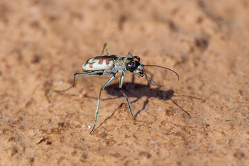 Coleoptera or beetles from Spain. Carabidae family.
