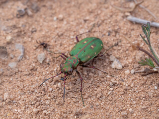 Coleoptera or beetles from Spain. Carabidae family.
