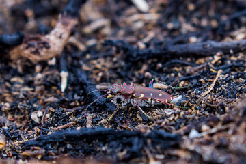 Coleoptera or beetles from Spain. Carabidae family.
