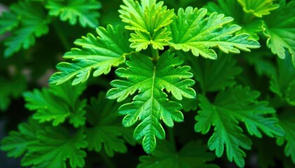 Intricate parsley leaf pattern, vibrant green hues, macro, foliage
