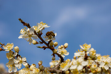 The photograph shows a close-up of a bee collecting pollen from a plum flower. The bee has a brown body with yellow stripes. The plum flower is white with five petals and yellow stamens in the center.
