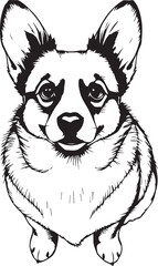 Corgi puppy. Hand drawn vector illustration