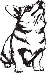Corgi puppy. Hand drawn vector illustration
