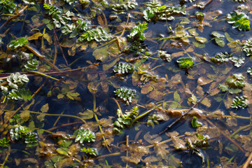 The photograph shows a close-up of an aquatic plant floating on the water's surface. The plant has green leaves with serrated edges. The water is dark and clear, with visible plant stems.