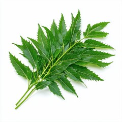 Fototapeta premium Vibrant green neem leaves isolated on a white background highlighting their unique shape and texture in high quality