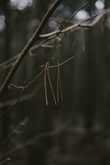 Natural bark textures in the forest