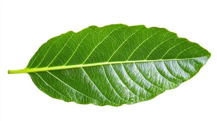 Obraz premium Lush green plantain leaf isolated on white background capturing its natural texture and vibrant color details