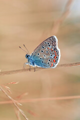 Brown Argus Butterfly (Aricia agestis calida) flying in summer field. European common blue (Polyommatus icarus), side view