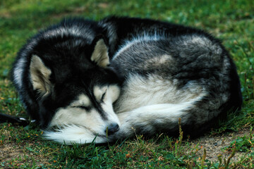Sleeping Siberian Husky with closed eyes lying down on yard, soft focus