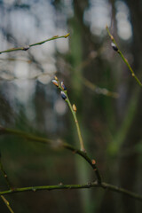 Close-up of forest textures
