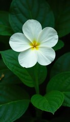 Single large white flower against dark green leaves, plant leaves, large, big