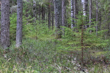 forest of northeastern europe on a spring day