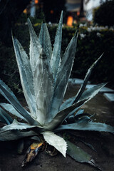 Century agave succulent in Long Beach, CA. Residential front yard landscape with dark background