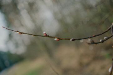Close-up of forest textures