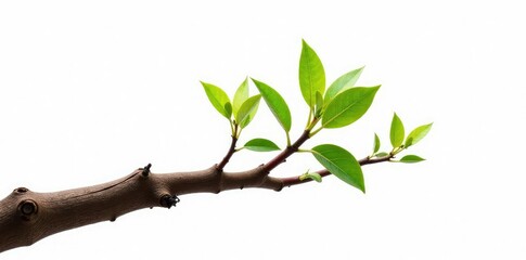 Sprouting tree branch isolated on white background, nature, wood, branches