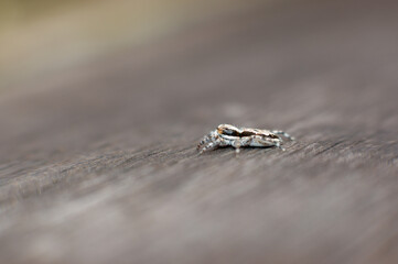 mosquito sucking blood extreme closeup