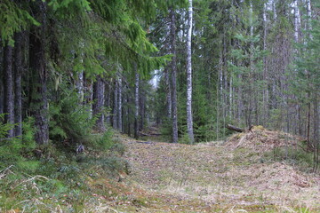 abandoned roads in a pine forest in mid-May