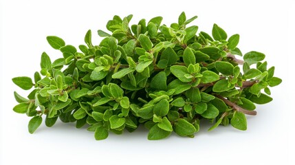 Obraz premium Wild marjoram herb isolated on white background highlighting its unique leaves and natural beauty in high quality