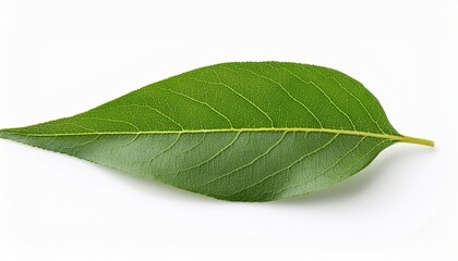 Obraz premium weeping willow leaf salix babylonica isolated on a white background