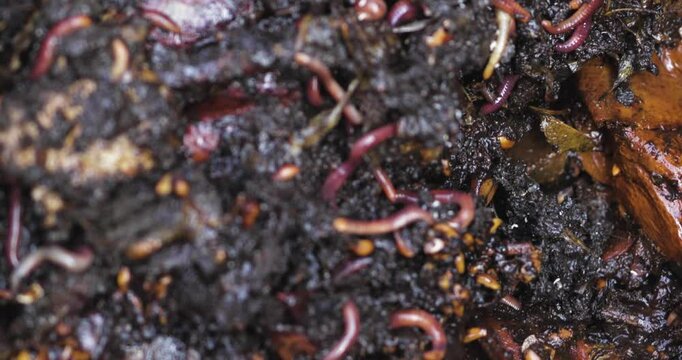 Macro video showing decomposition in action. Tiny springtails and worms recycle food scraps in a moist compost bin environment.