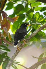 blackbird on tree