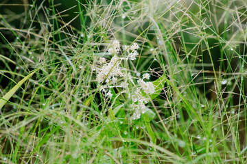 white flowers on a green background