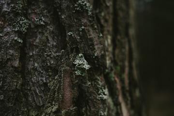 Forest landscape with tree textures