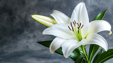 A beautiful white lily with green leaves and a bud