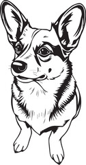 Corgi puppy. Hand drawn vector illustration