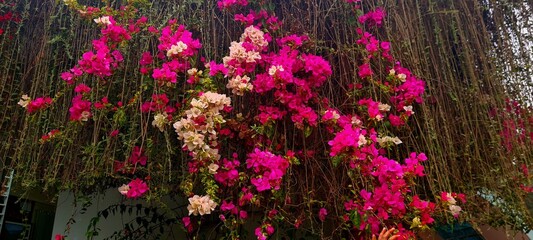 purple flowers in the garden