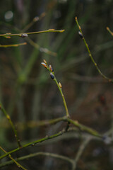 Close-up of forest textures