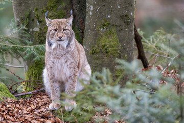 Luchs im Frühling