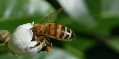 abeille du jardin 35