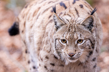 Luchs im Frühling