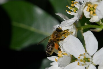 Abeille du jardin 32