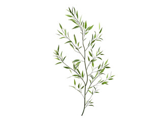 Fototapeta premium branch of willow