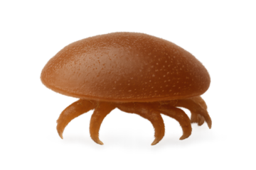 Varroa destructor parasite clustering on honey bee, causing colony collapse, transparent background highlighting invasive mite organism, PNG