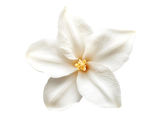 white vanilla flower