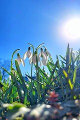 Snowdrops in grass in the garden. Beautiful first spring flowers. winter Bellflower. awakening of...