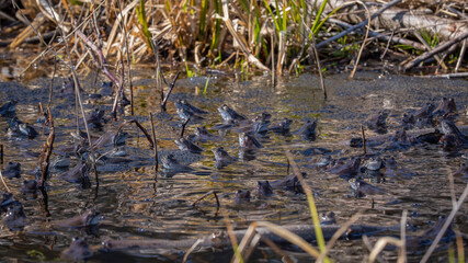 Male and female frogs in a pond in the breeding season with frog spawn. Common frog (Rana temporaria) mass spawning event in the wild. 