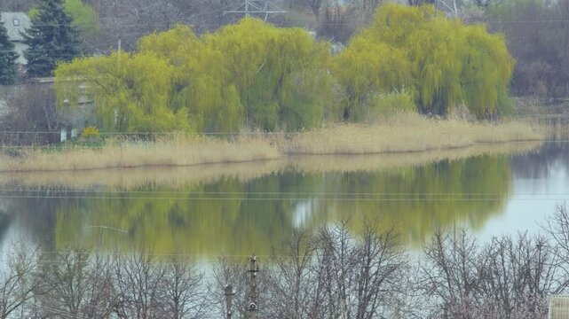 Tranquil scene of spring willows reflecting on the still surface of a river on a windless day. The vibrant green leaves create a beautiful contrast against the calm water