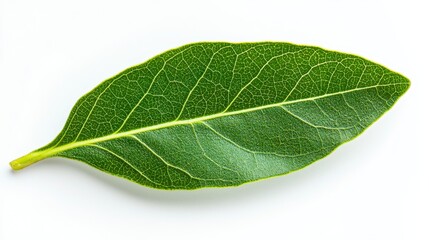 Obraz premium A single fresh bay leaf isolated on a white background ideal for culinary uses and natural aromatic displays