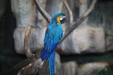 Parrot indoors