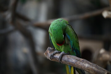 Parrot indoors