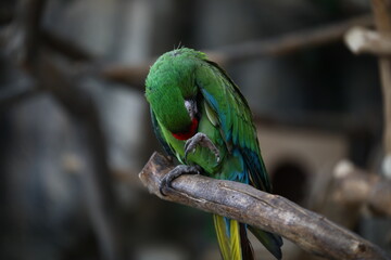 Parrot indoors