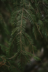 Close-up of forest textures