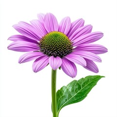 Obraz premium Stunning high-quality isolated realistic photo of a beautiful purple flower with delicate petals on a white background