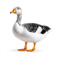 Obraz premium Cute duck standing proudly on a white background showcasing its charming features and vibrant colors for eye-catching imagery